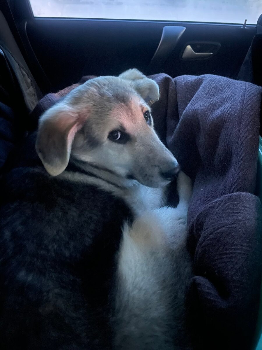 лабрадор ретривер золотистый. собаки для квартиры. какого щенка лучше. список для собаки что купить. какого щенка лучше.