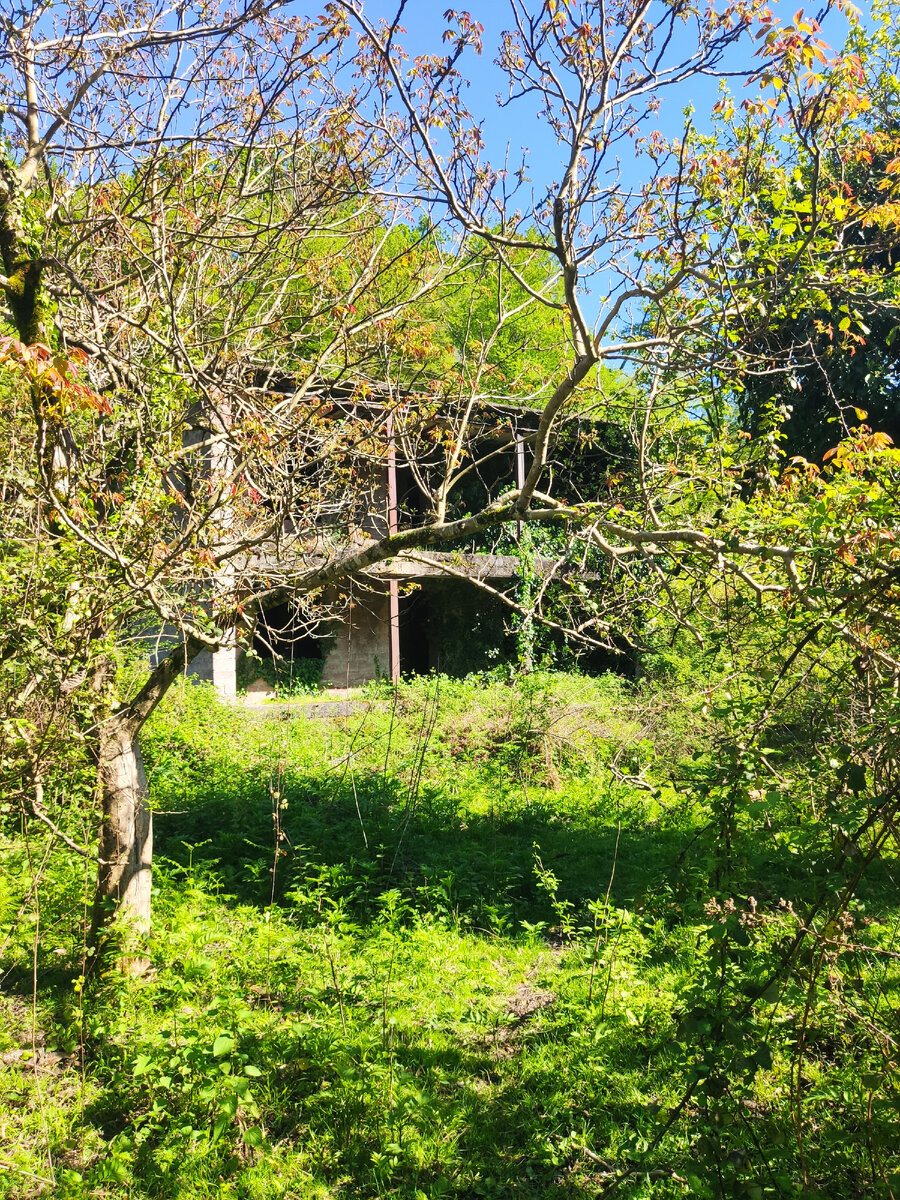 Заросший дом