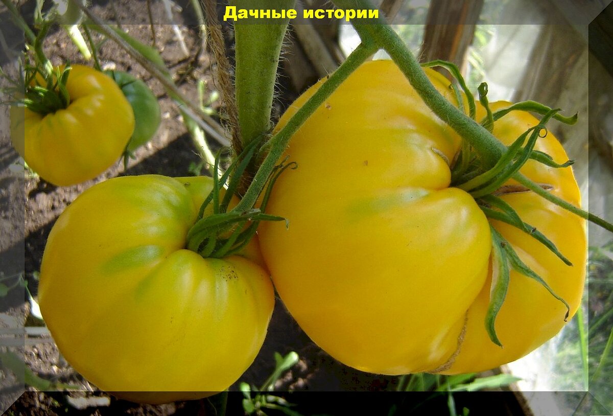 https://vk.com/photo-159774511_457264226. Томат "Желтый гигант"