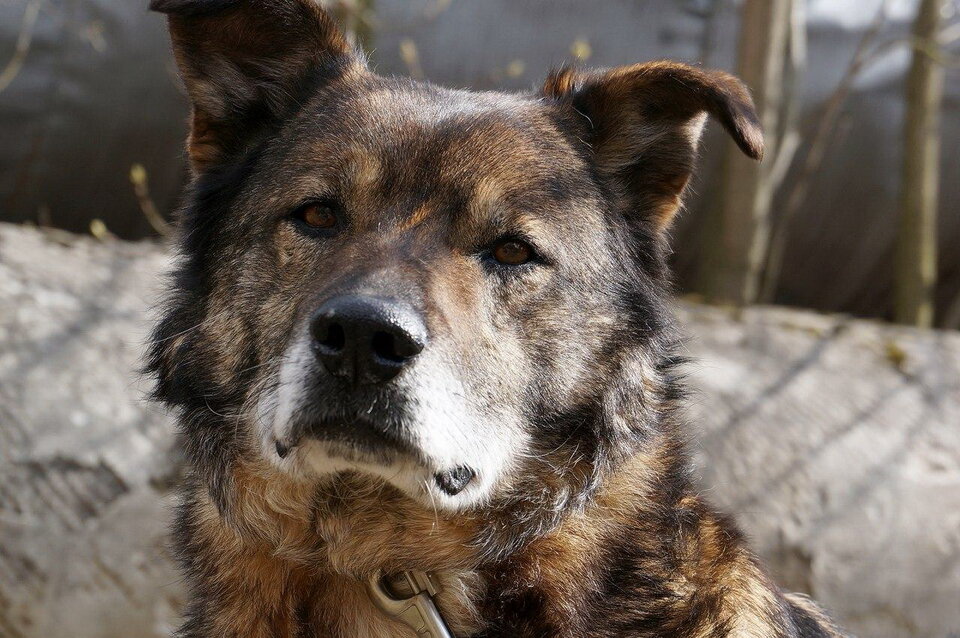 Тишка в свой первый день пребывания в приюте