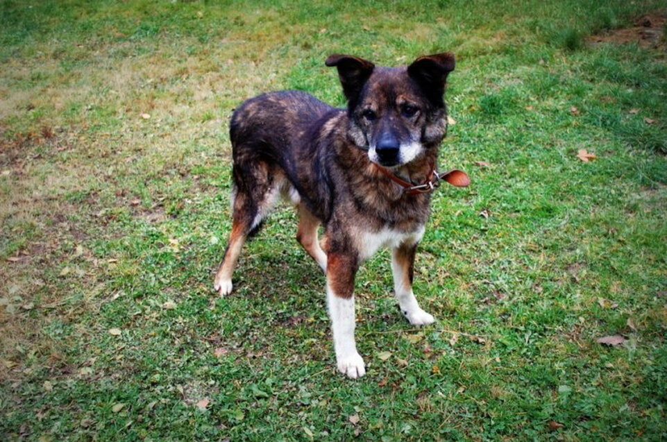 Тишка любит бывать на свежем воздухе