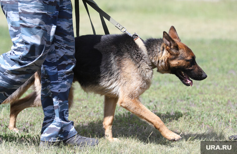   Курганцам бесплатно предложили служебную собаку (архивное фото)