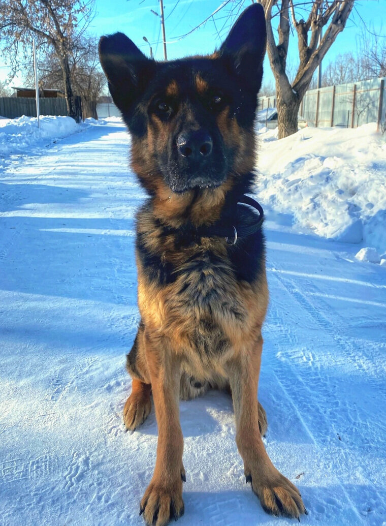    Курганцы могут бесплатно получить полицейскую овчарку Ерхана