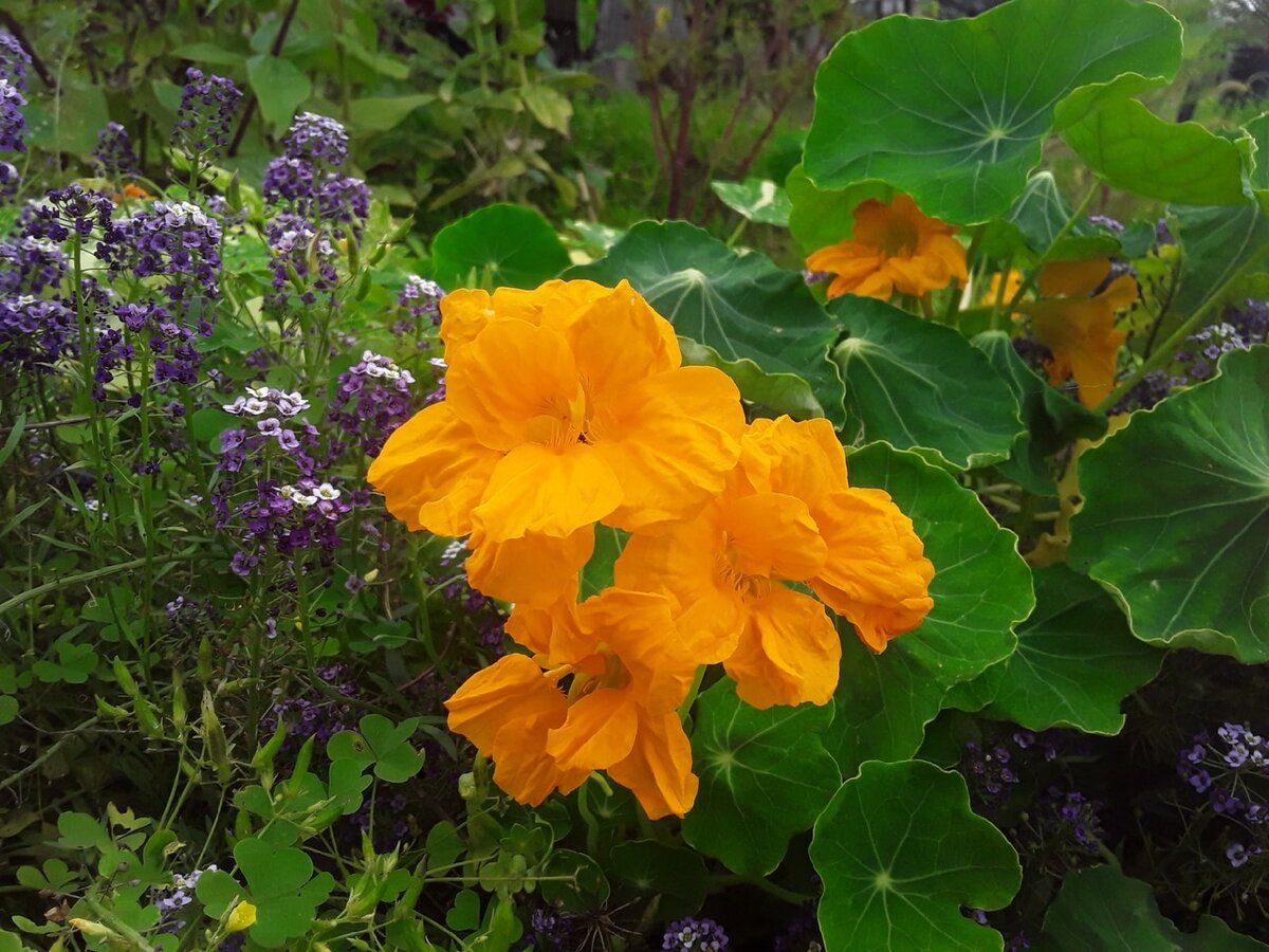 Настурция большая, сорт Голден - реальность