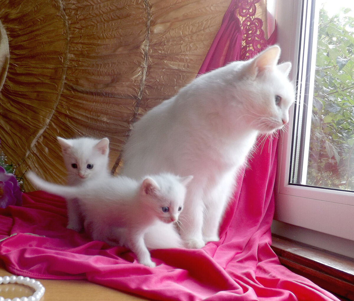 девушка и мороженое. коты кушают. откормленный кот. женщина кошка эстетика. кот ест мороженное лакомка.