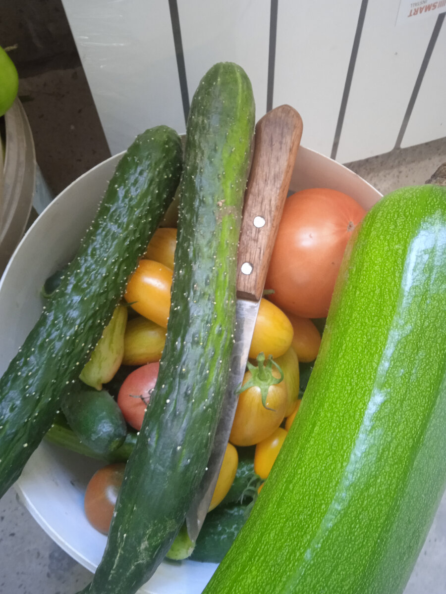 огурец боцман f1. огурец буян f1. огурец кураж f1. огурцы f1 сорт низкорослых. огурец коринна f1.