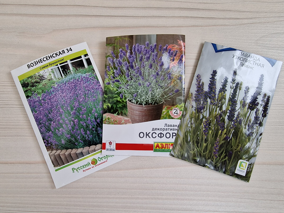 Лаванда шерстистая. Рассада лаванды узколистной. Лаванда зубчатая lavandula dentata. Лаванда пикировка рассады. Рассада лаванды узколистной.