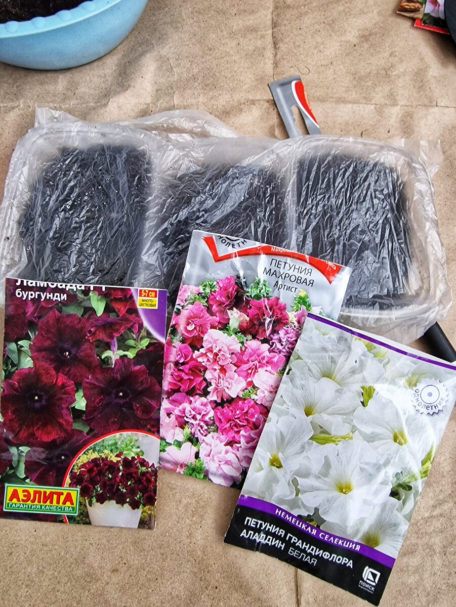 Розмарин лаванда шалфей семена. Как посеять лаванду. Лаванда узколистная ростки. Лаванда узколистная из семян. Лаванда ампельная.