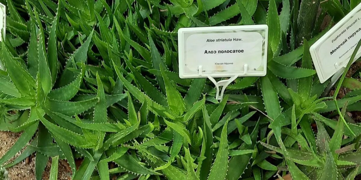 в любой команде есть. ро ро судна сбоку. какие виды любви бывают. амурский тигр красная книга. любого типа по самым.