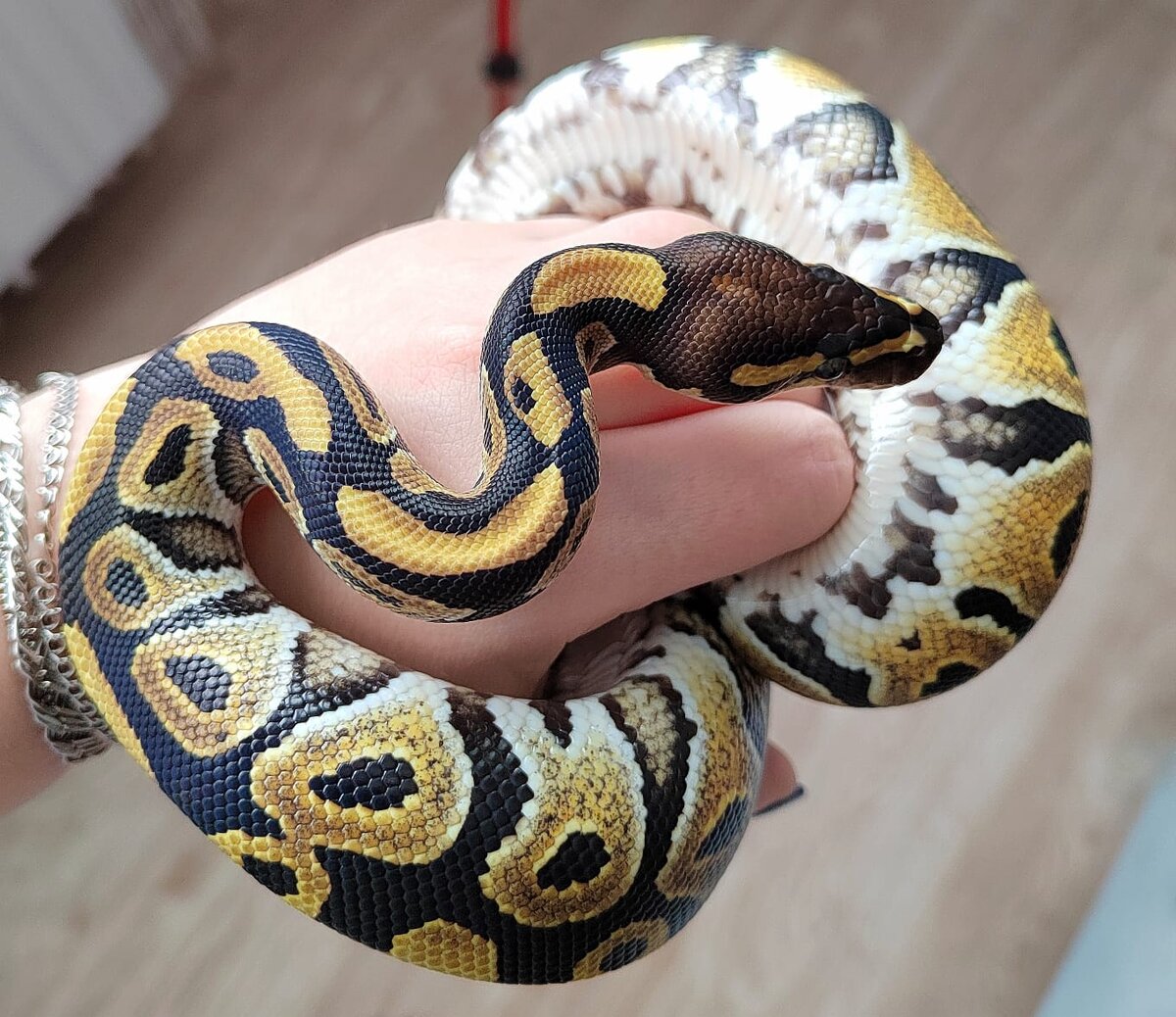 Королевский питон, морфа phantom