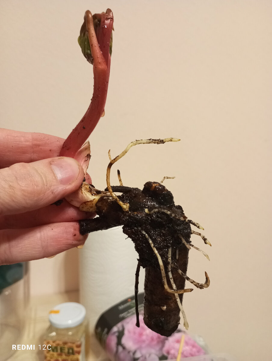 Коралл Сансет