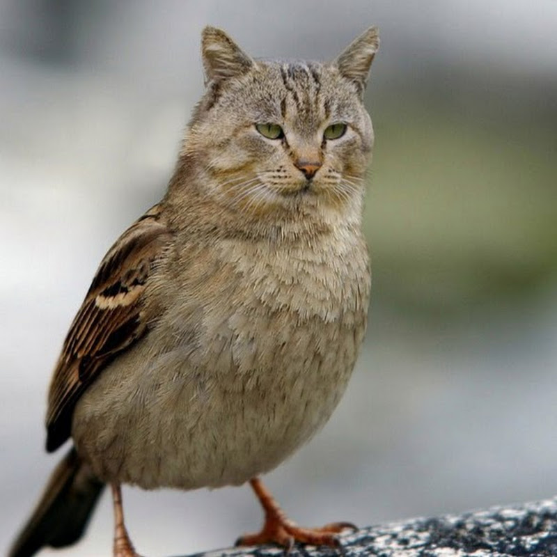 Котоворобушек. Друг и возможно родственник эстрадной классики.