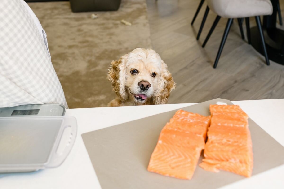 Песики тоже обожают соленую горбушу, но им ее нельзя📷
