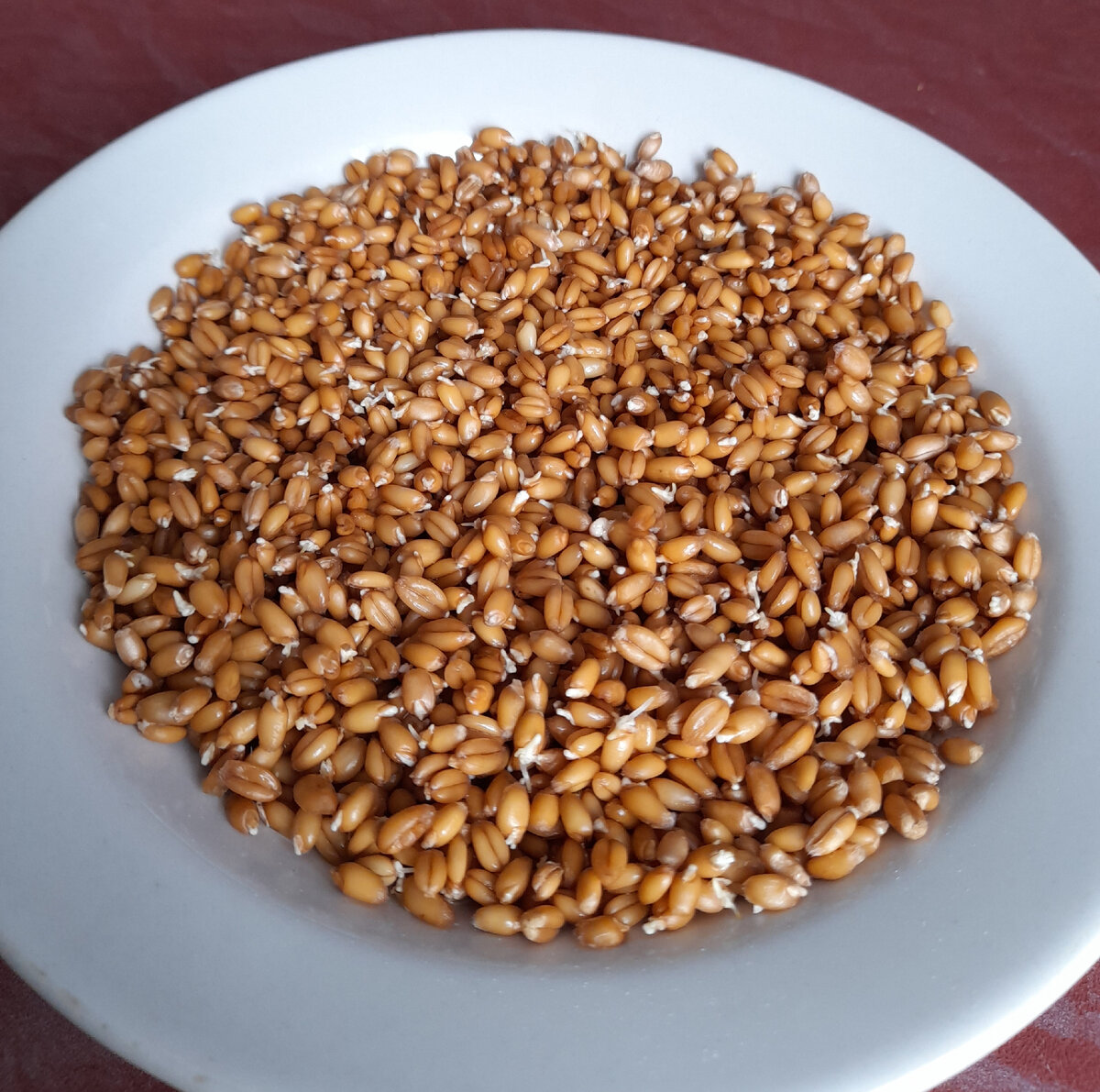 Проросшие зёрна пшеницы (солод)