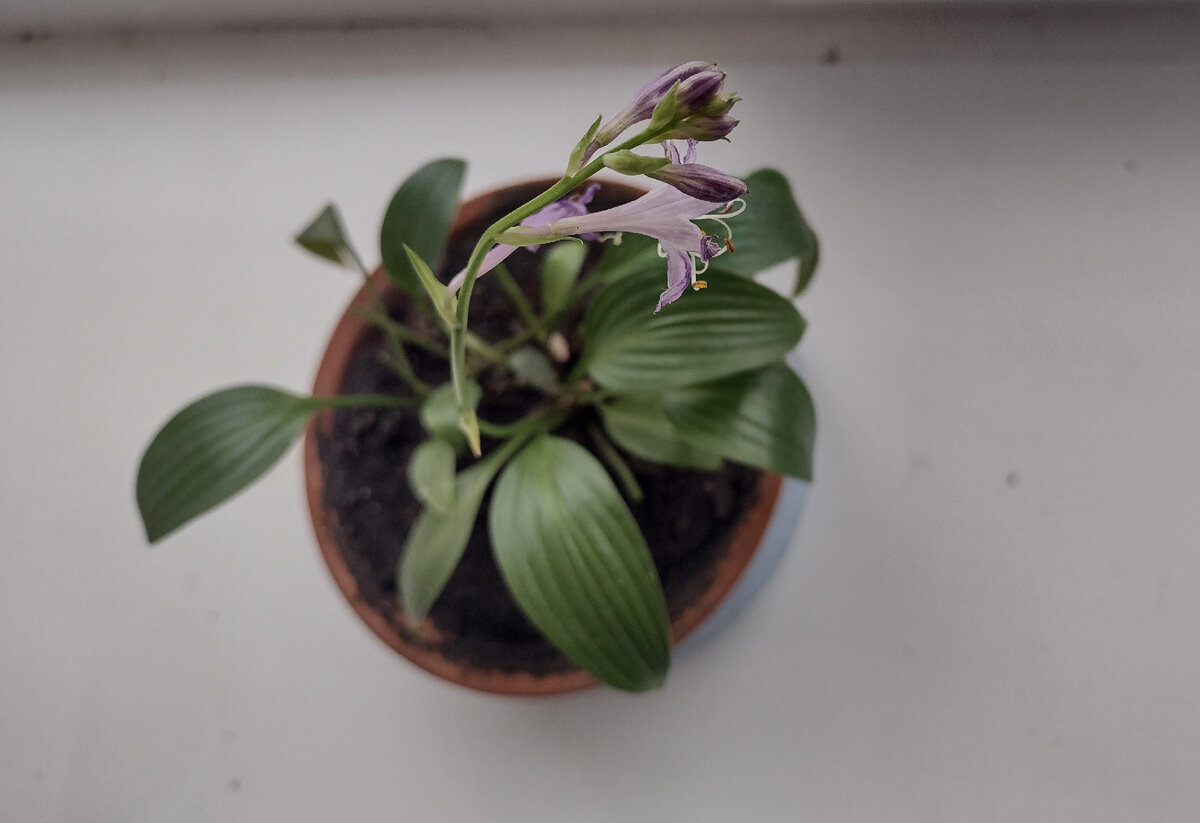 Мне принесли нового питомца. Кто знает, что это за зверь такой?