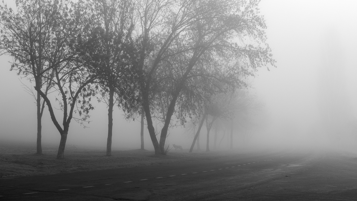 Сергей Дишук . В пелене осеннего тумана. Можно даже зверя разглядеть.