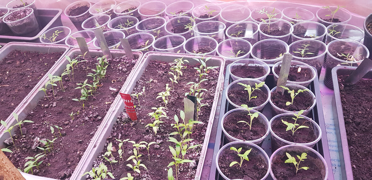 Зимний огород на подоконнике.