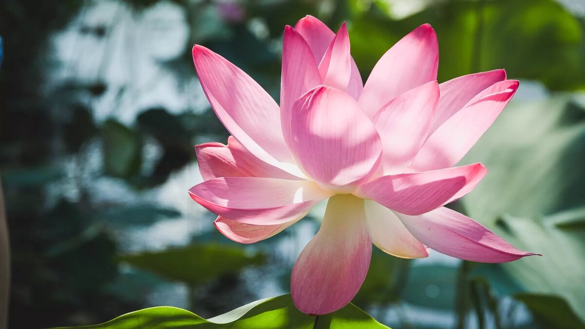     За какие растения на своем дачном участке можно получить реальный срок и почему — в нашем обзоре.