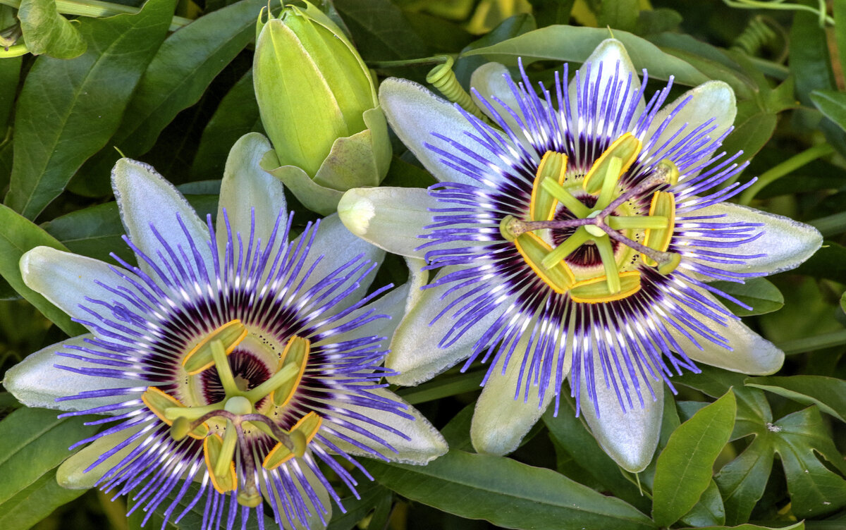 

Пассифлора — растение семейства страстоцветные с изящными цветками оригинального строения.