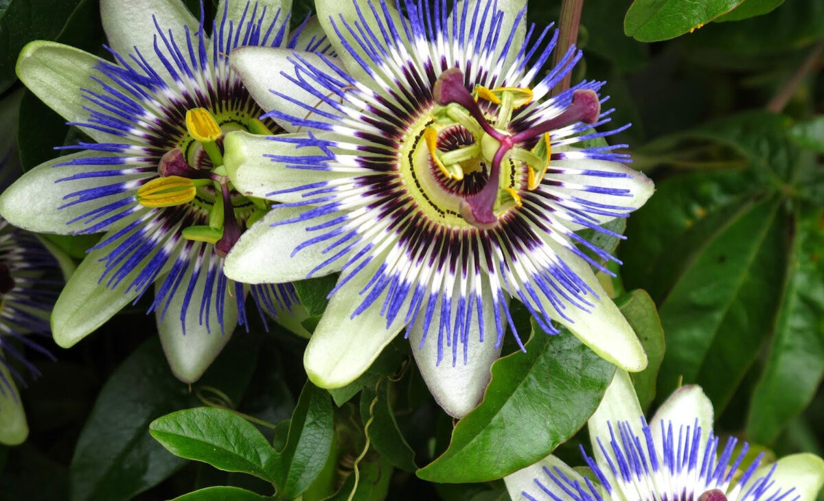 

Пассифлора — растение семейства страстоцветные с изящными цветками оригинального строения.-2
