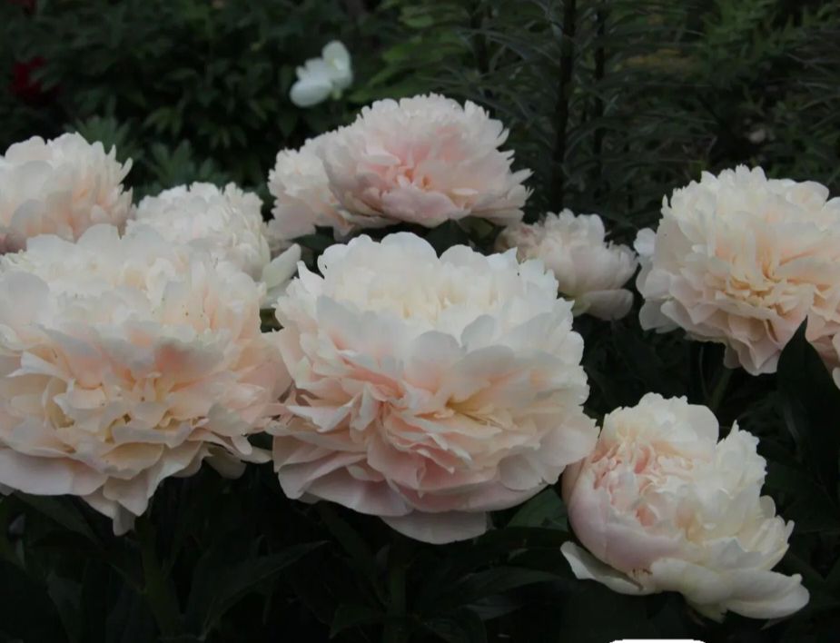 Фото: southgarden.ru