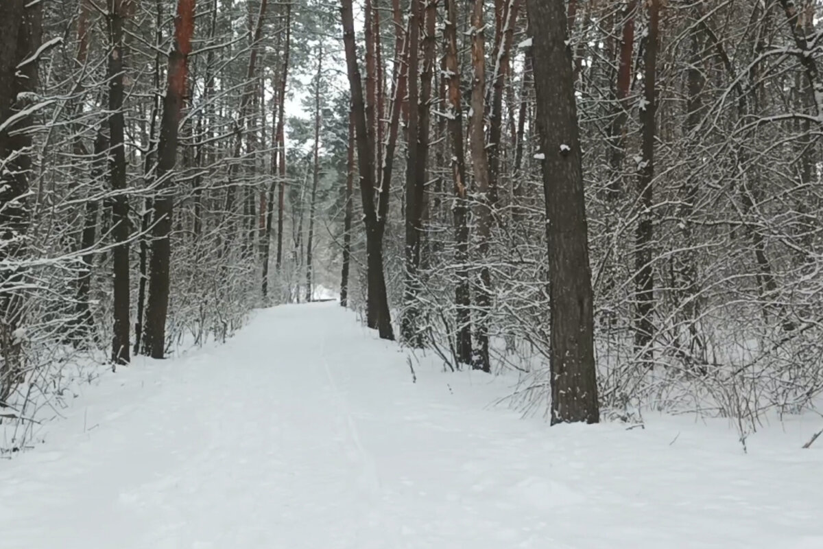 В нашем лесу возле дома