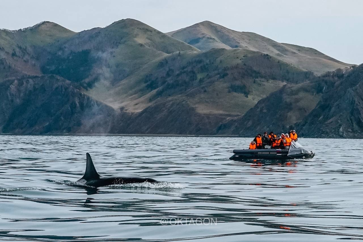 Встреча с косаткой