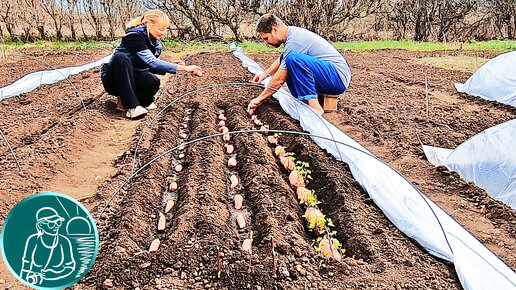 🍠 Выращивание батата без рассады 🌱 Посадка батата клубнями в парник 🔍 Эксперимент