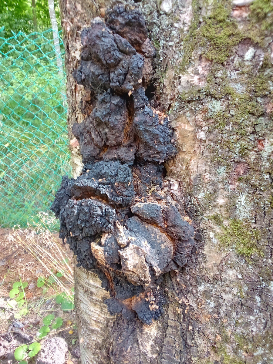 Фото из домашнего архива. Берёзовая чага. 