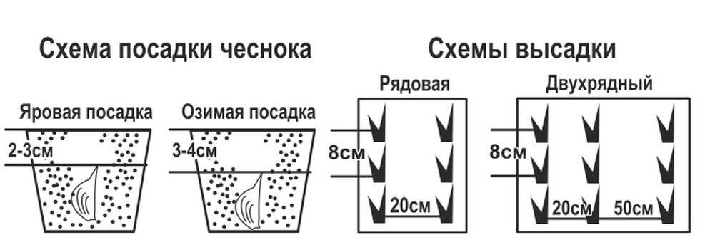 Посадка чеснока осенью в открытый грунт. Схема и глубина посадки озимого чеснока. Схема высадки озимого чеснока. Посадка озимого чеснока осенью схема. Схема посадки чеснока под мотоблок.