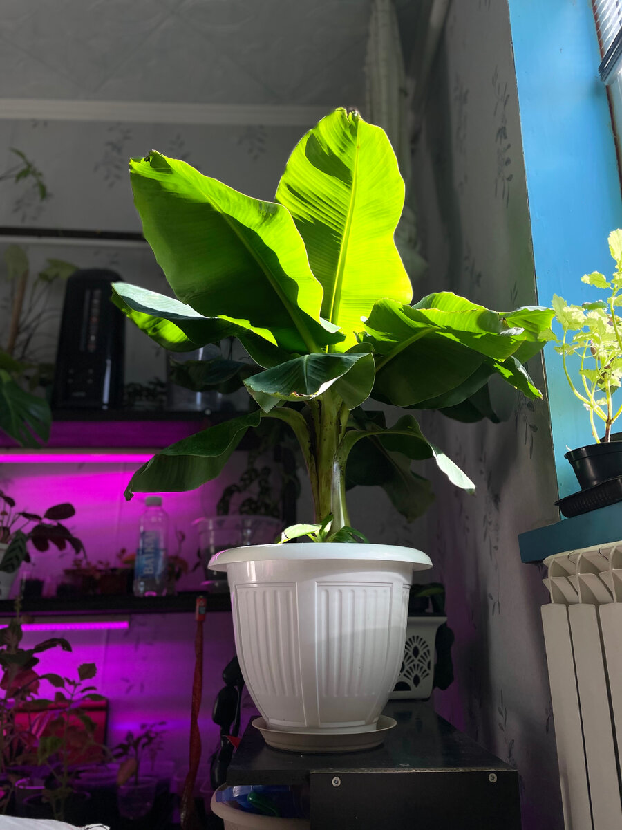 Обожаю его за скорость роста и сочность листьев