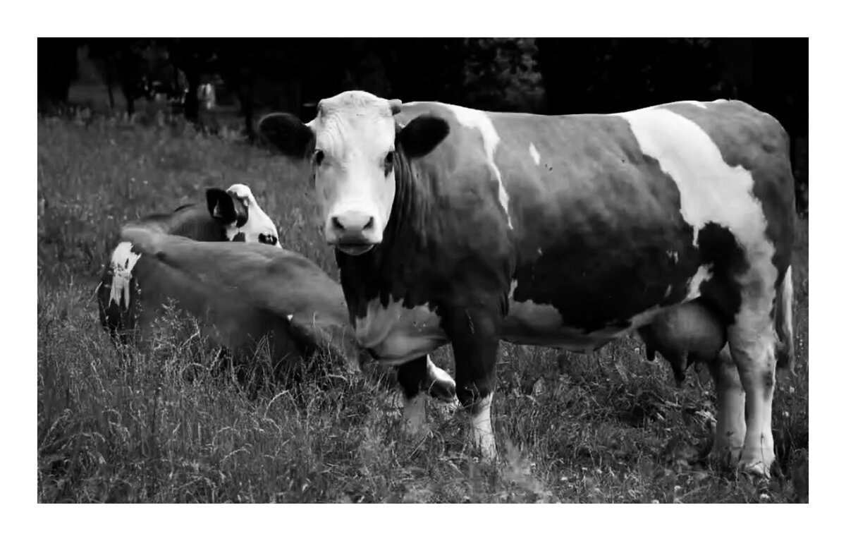 Шевцария – исконная родина симитального скота. Распространен в России, Швейцарии и странах Средней Азии.  Вес коров: 550-600 кг.  Вес быков: 900-1200 кг.   Годовой удой: 2000-2400 литров.   Жирность молока: 3-3,8%.  За скотом этой породы ухаживают и кормят, потому что он хорош по мясу, хорош по молоку и хорош для телят.