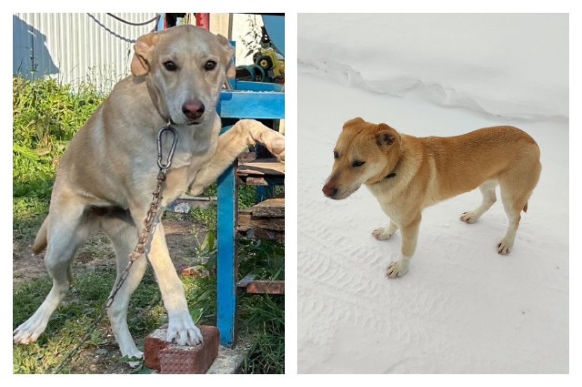    Собаку назвали Победой, а потом – Витой.