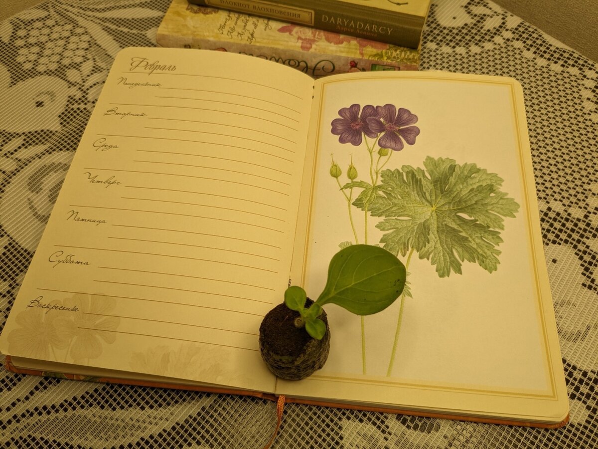 На каждом развороте - ботаническая иллюстрация