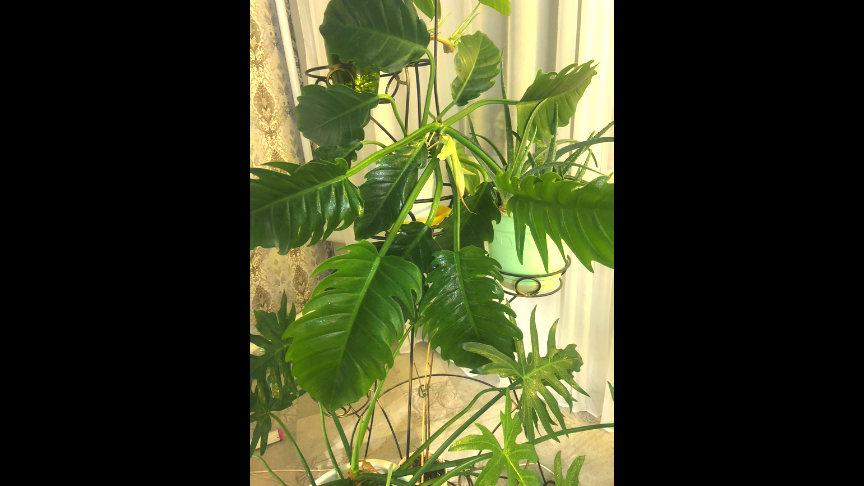 Мой филечка фото автора