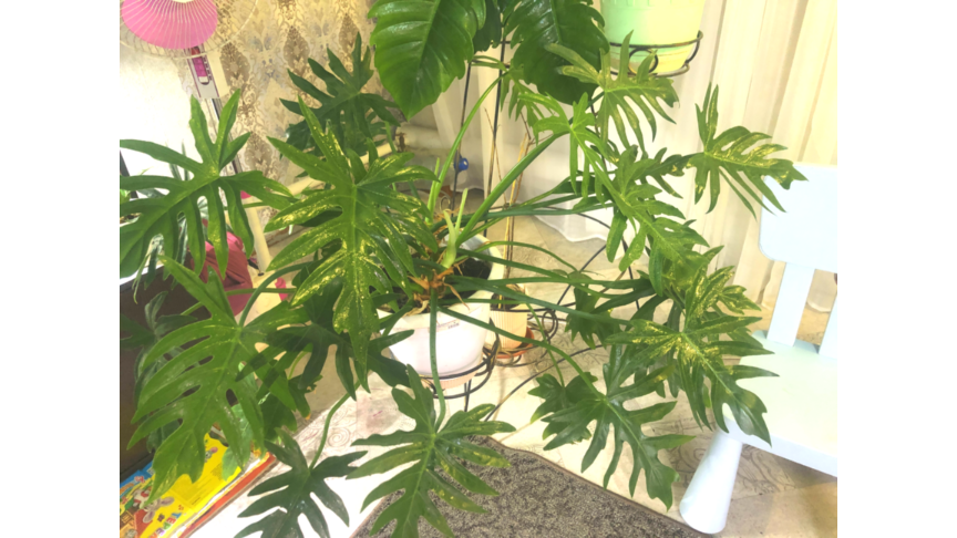 Т-31   фото автора