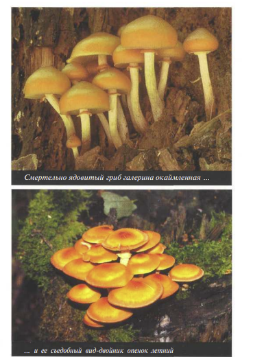  Скрин иллюстрации из книги М. Вишневского. Вот оно - рождение  ̷а̷ф̷р̷о̷д̷и̷т̷ы̷ галерины!