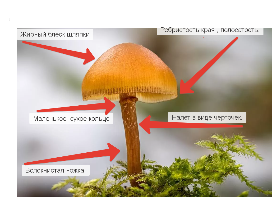 Основные признаки галерины. Коллаж автора