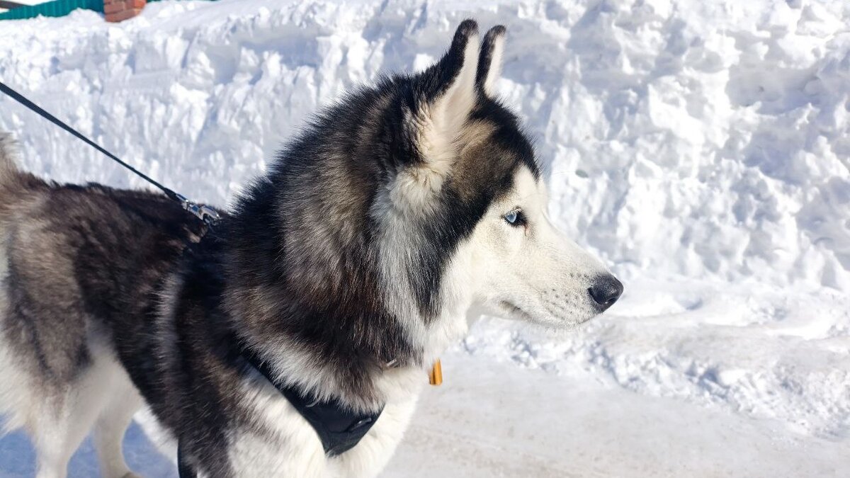 Хаски по имени Мани