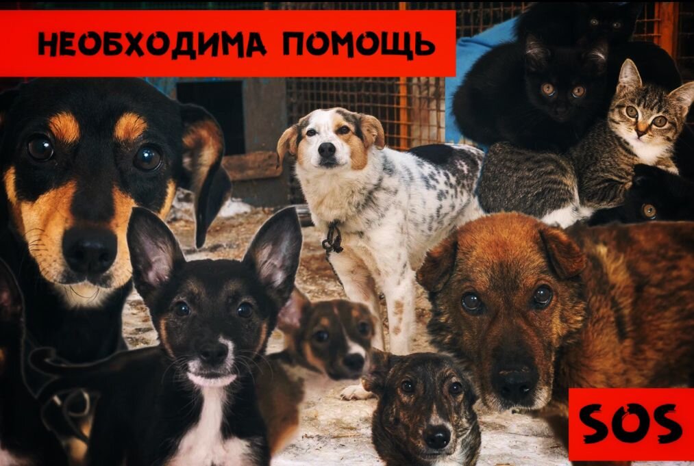 Срочный сбор для приюта "Омские хвостики"
