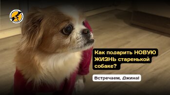 Как подарить НОВУЮ ЖИЗНЬ старенькой собаке? Встречаем, Джина!