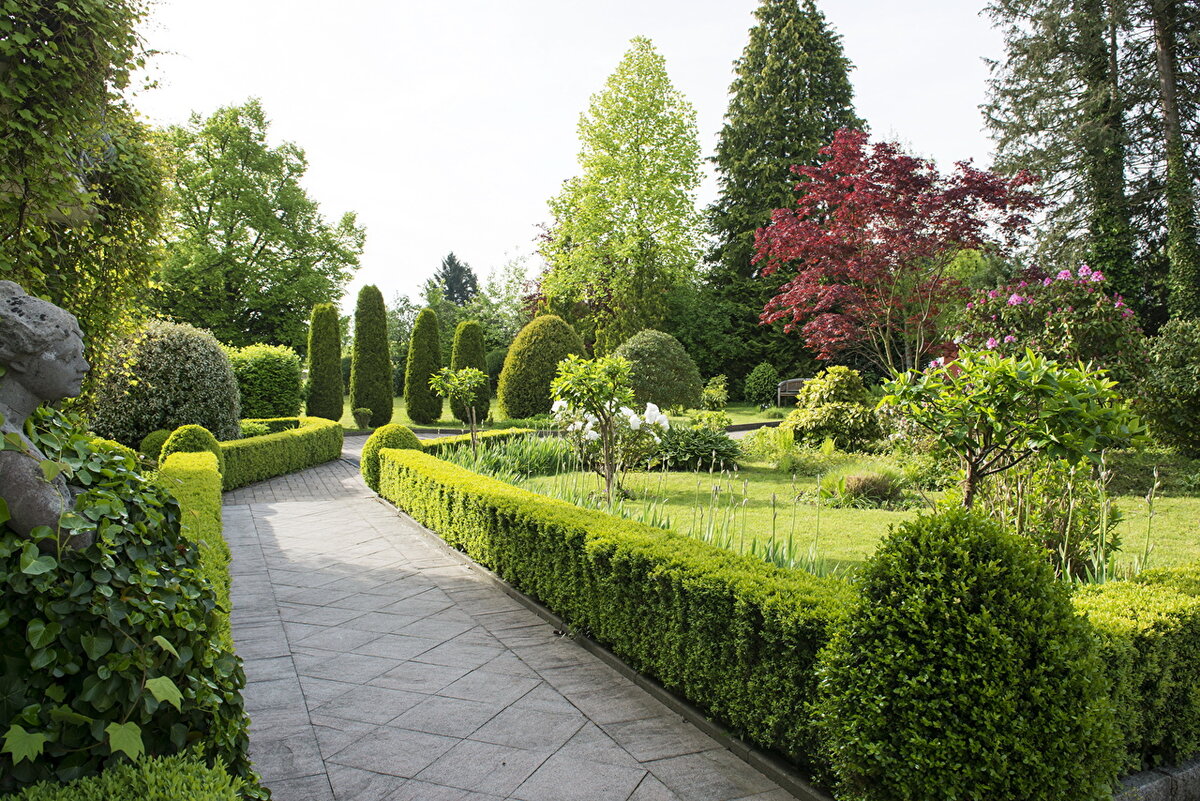 Живая изгородь - изюминка участка