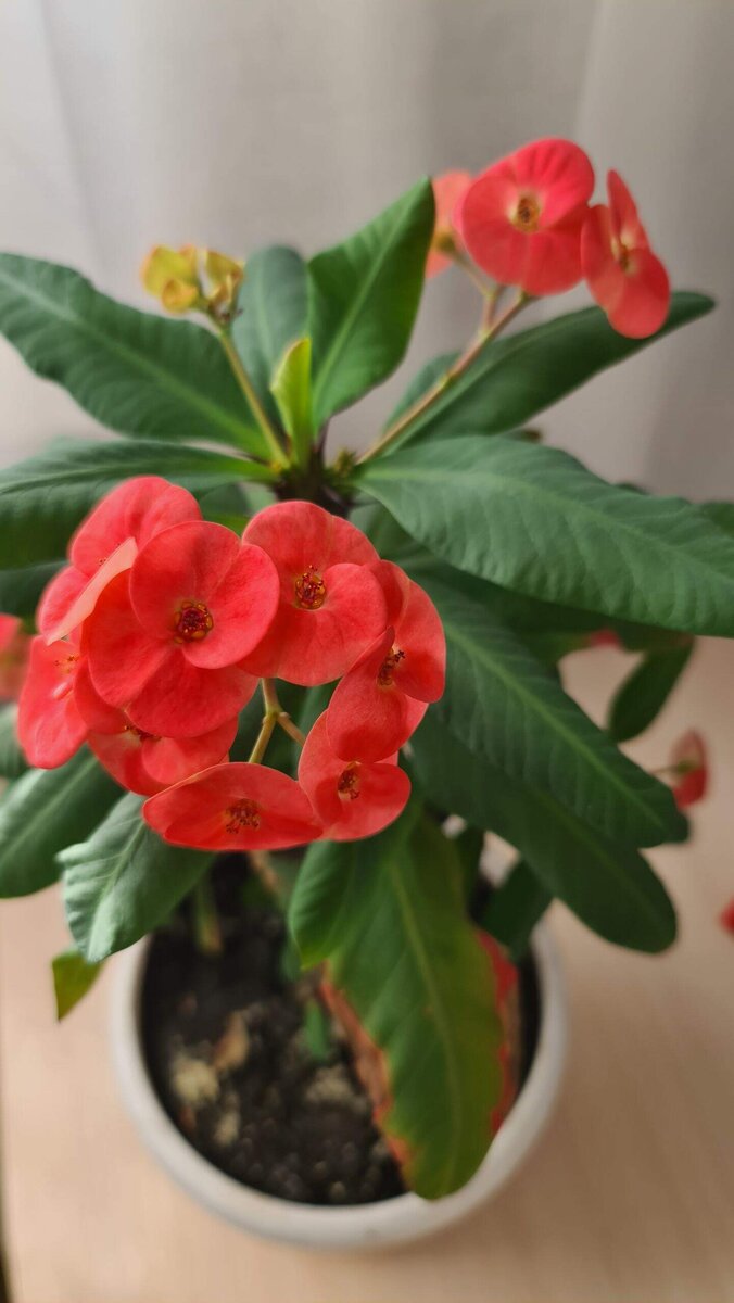 Чем больше света, тем ярче цветы