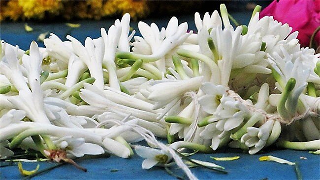 фото с сайта: ld7.ru/sorta/sorta-tuberozy