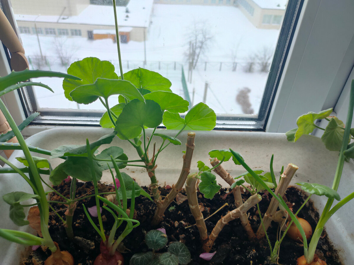 Самые старые кусты, обрезала на пень, оставив примерно по 5 почек. Вдруг не все почки проснутся.