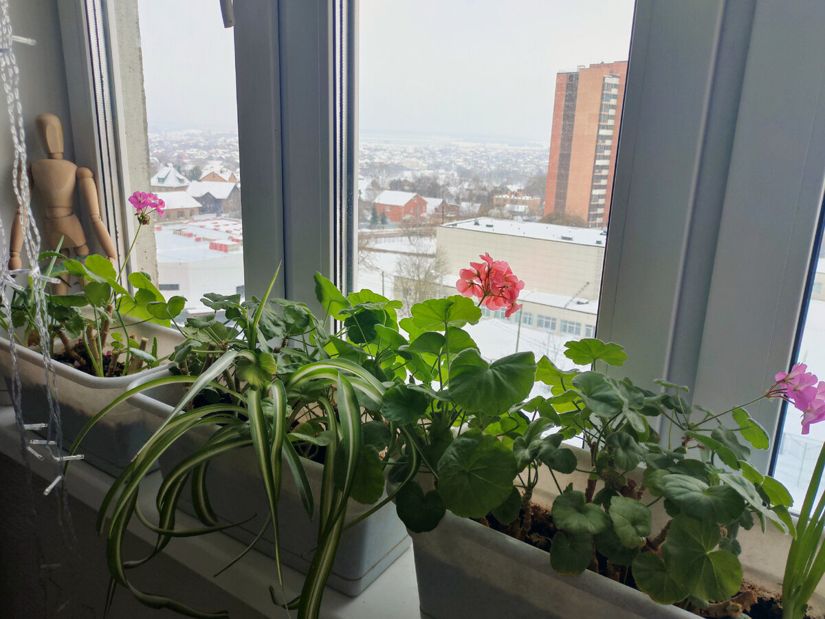 Обрезать герань. Герань обрезка для пышного цветения. Королевская герань обрезать. Королевская герань прищипка. Прищипка черенков пеларгонии.