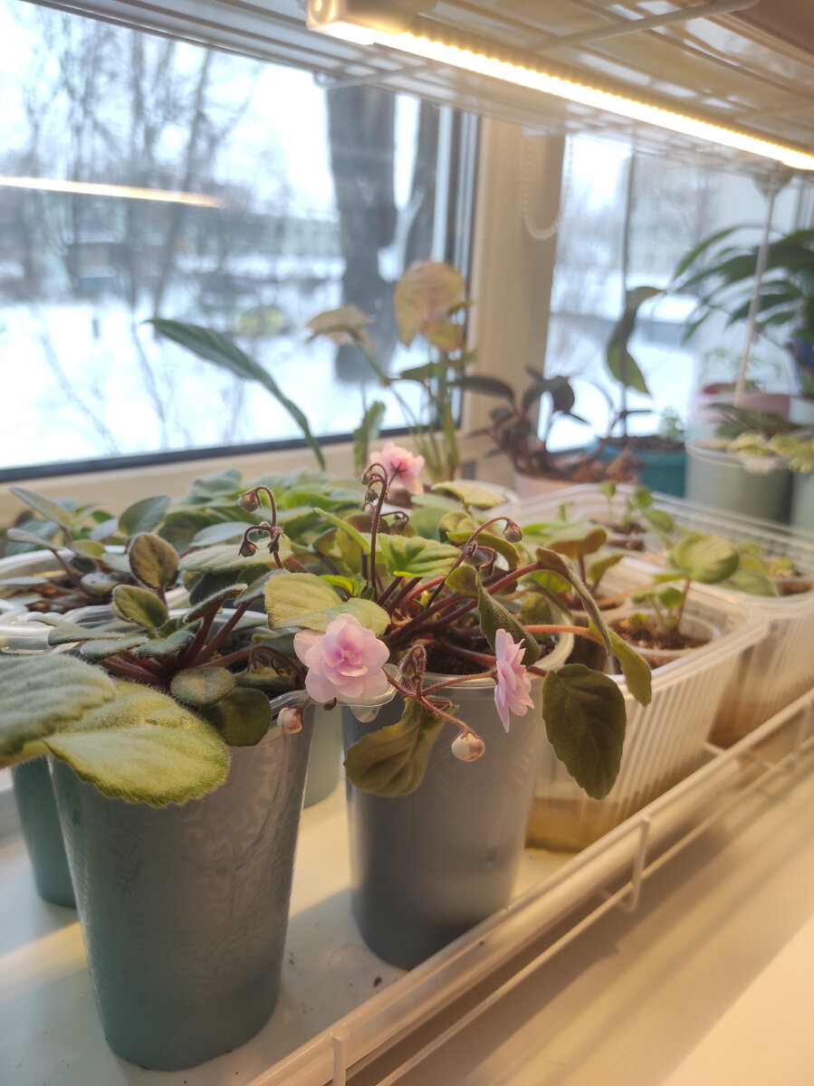 На первом плане чудесная Rob's Vanilla trail 