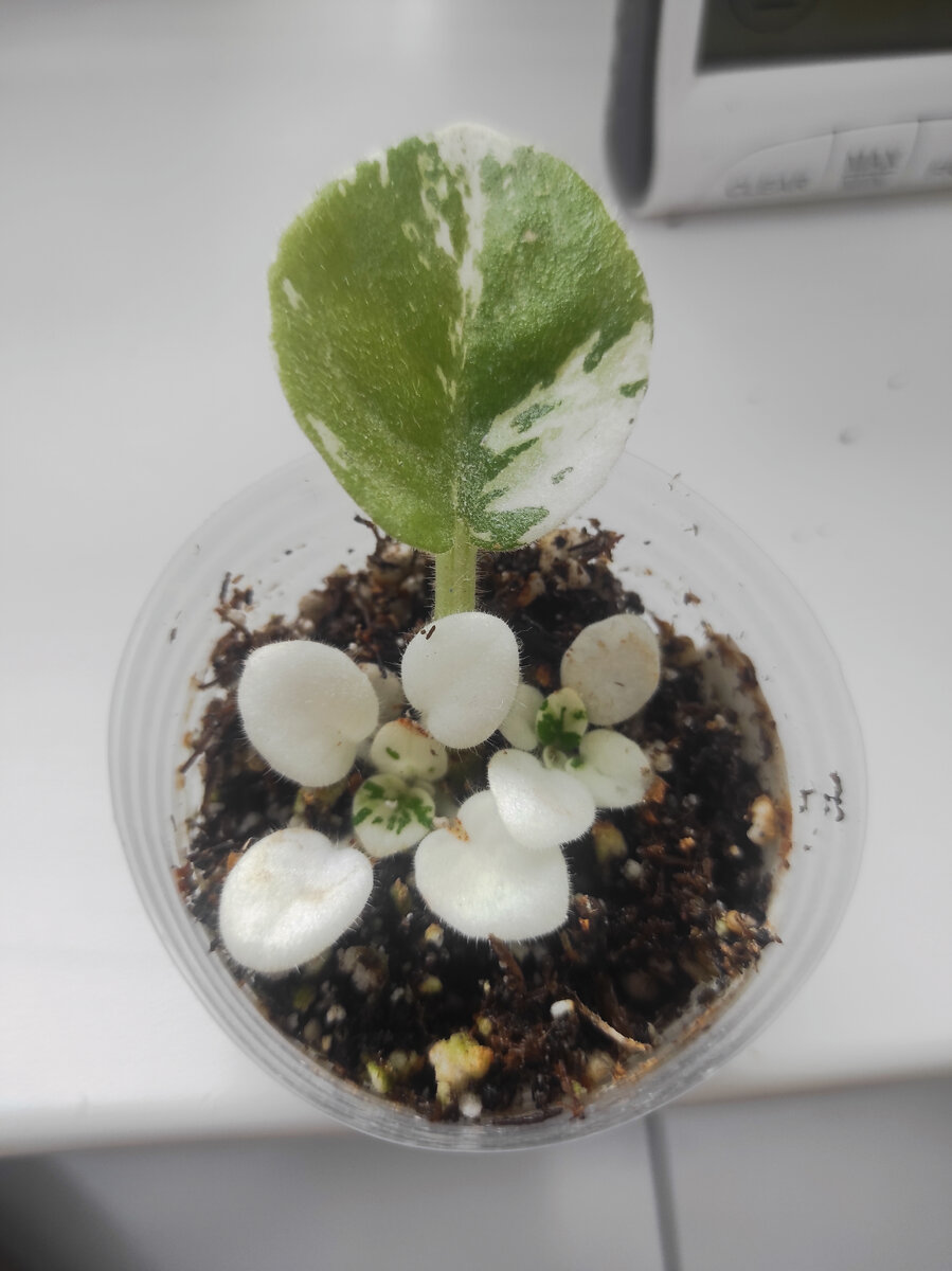 Самый медлительный АВ - Снежок, детки только начинают зеленеть