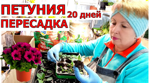 ПЕТУНИЯ растет как на дрожжах. Пересадка через 10 дней. Бесплатно от Органик Микс