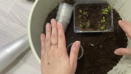 петуния пикировка рассады. пикировка сеянцев петуний. всходы петуньи семена петунии. петуния пикировка рассады. пикировка петунии после всходов.